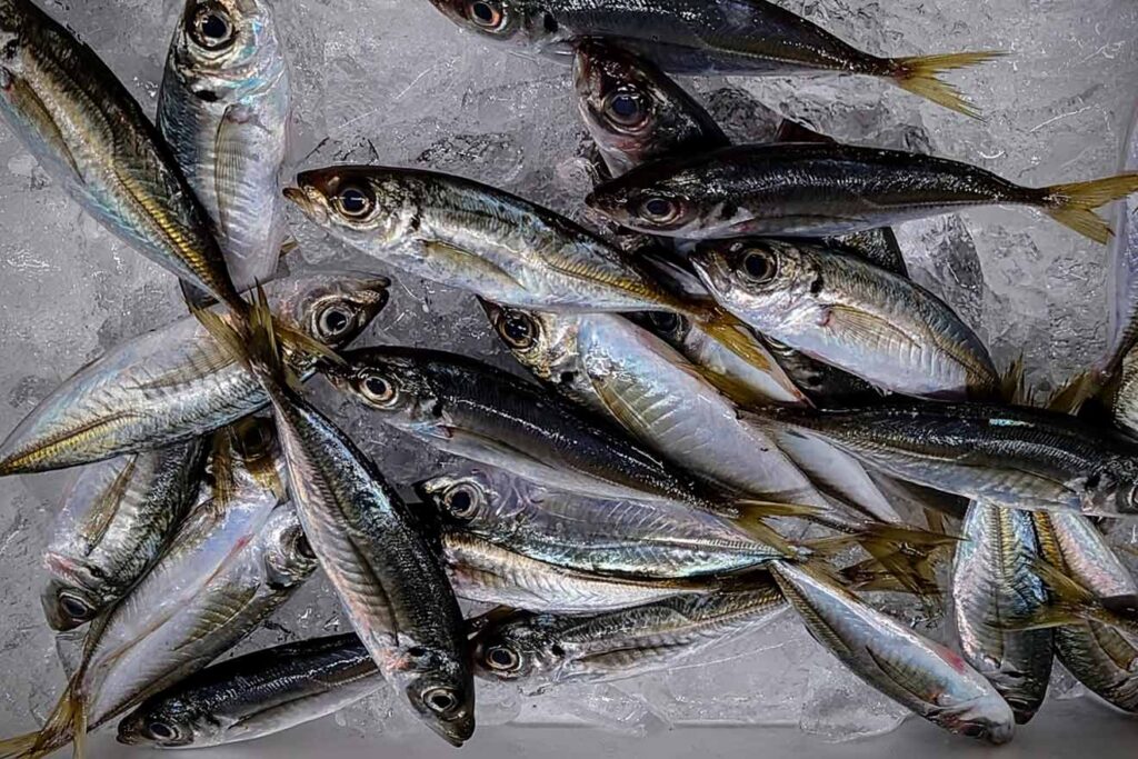 アジ釣りのベストシーズンとおすすめの釣り方【完全ガイド】