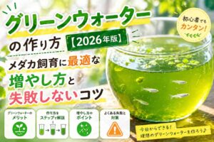 グリーンウォーターの作り方【2026年版】メダカ飼育に最適な増やし方と失敗しないコツ