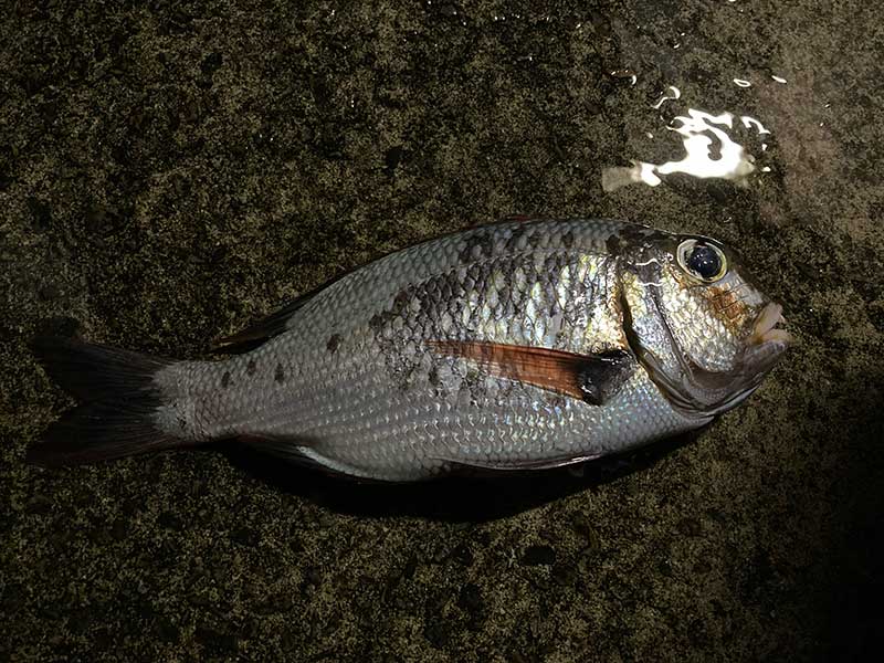 ヨコシマクロダイ