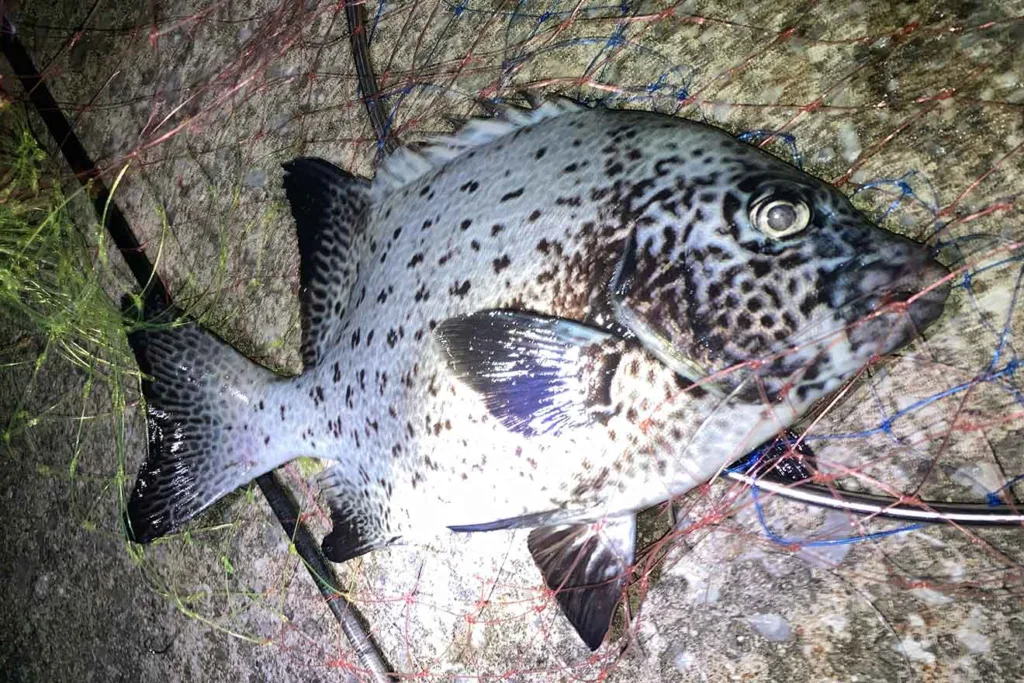 【与論島】供利港の夜釣り攻略|狙える魚とポイント・仕掛けを実釣解説
