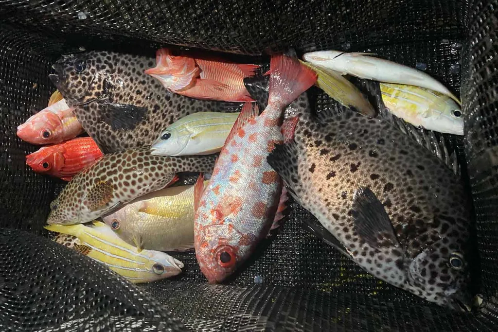 与論島の釣り実釣レポ|茶花港の夜釣りで高級魚が連発、ラストに珍客
