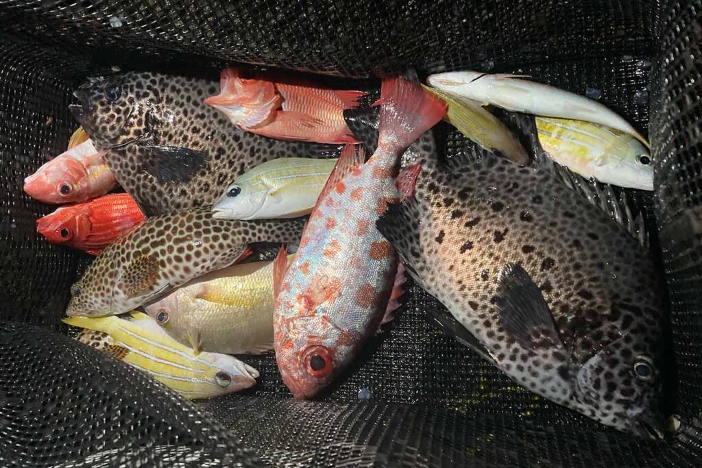 【与論島釣りDay2】与論島の茶花港で夜釣り！大潮夕まずめの堤防先端で高級魚ラッシュ＆泳がせで珍客