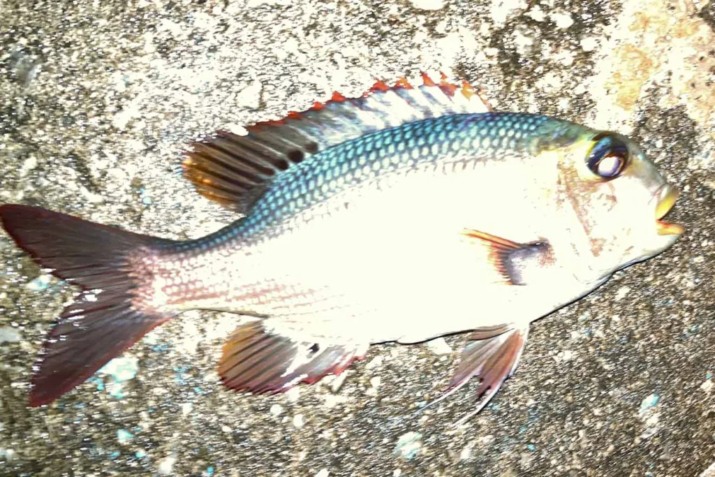 【与論島】夜釣りで検証|カニとエビ餌を釣り比べ!供利港でヨコシマクロダイ