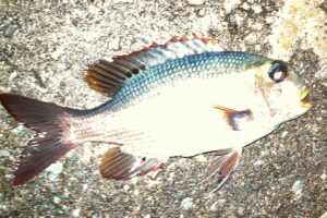 【与論島釣りDay3】伊利港でカニ餌の再現性を証明!オジサンなど多彩な魚がヒット