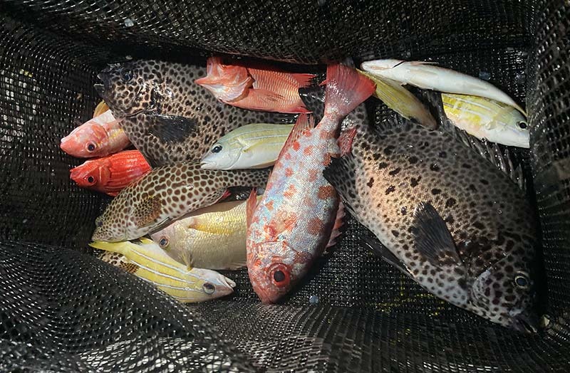 ヨスジフエダイ、オジサン、ホウセキキントキなど多魚種ラッシュ