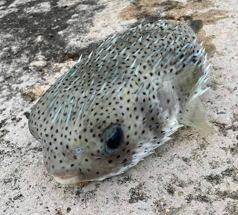 ハリセンボン(アバサー)