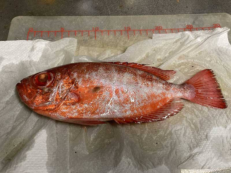 ホウセキキントキ