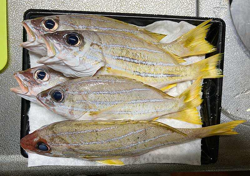 ヨスジフエダイ