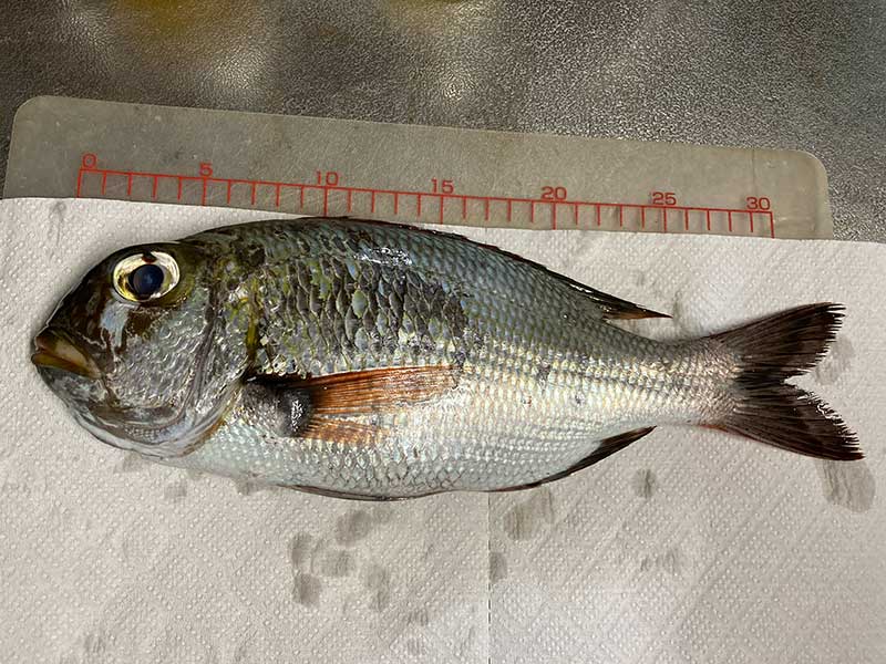 ヨコシマクロダイ