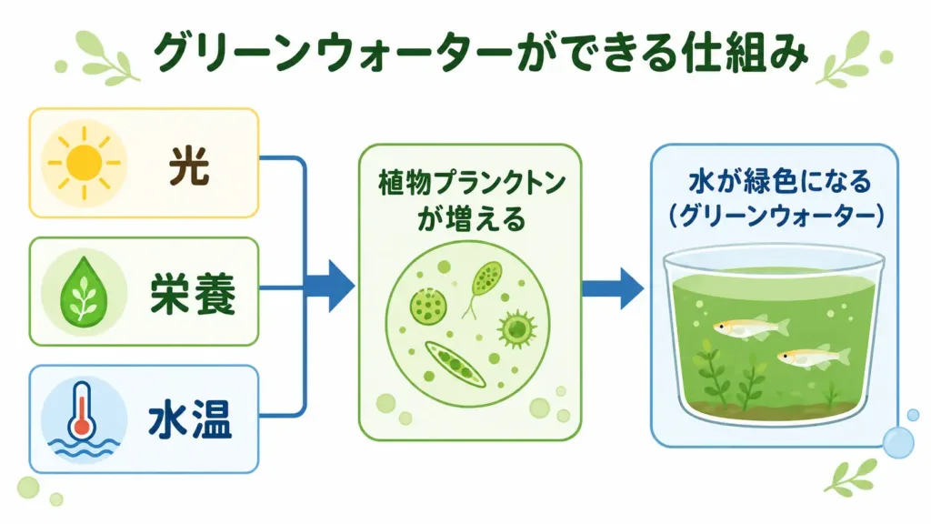 グリーンウォーターができる仕組み（光・栄養・水温）