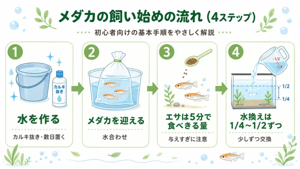 メダカの飼い始めの基本ステップ