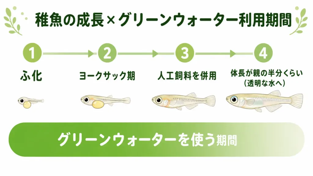 メダカの稚魚にグリーンウォーターを使う期間の目安
