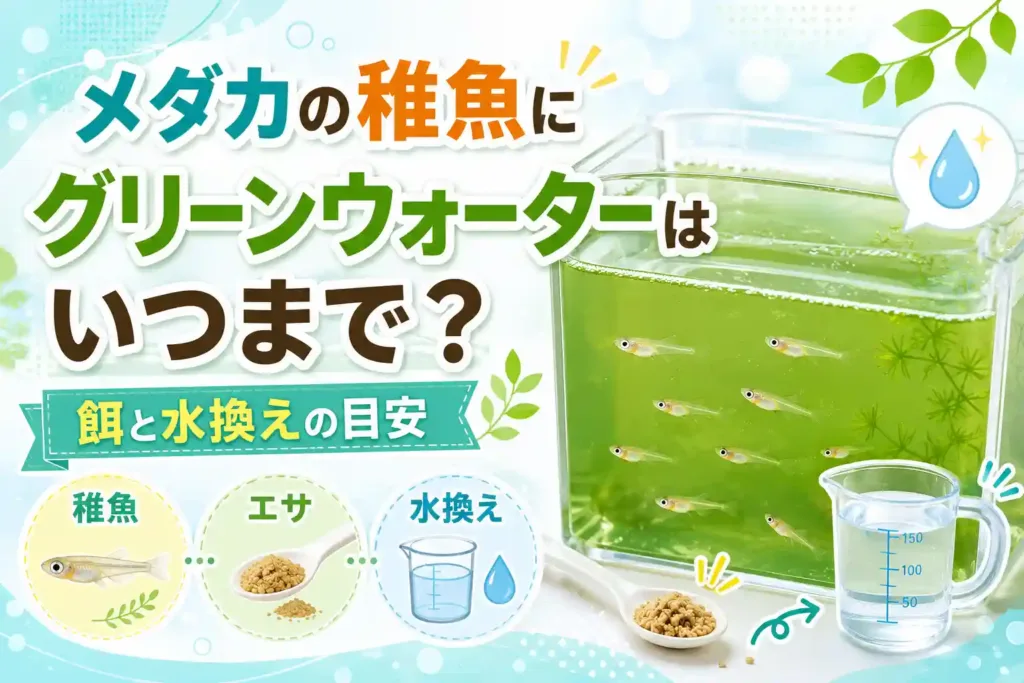 メダカの稚魚にグリーンウォーターはいつまで？餌と水換えの目安