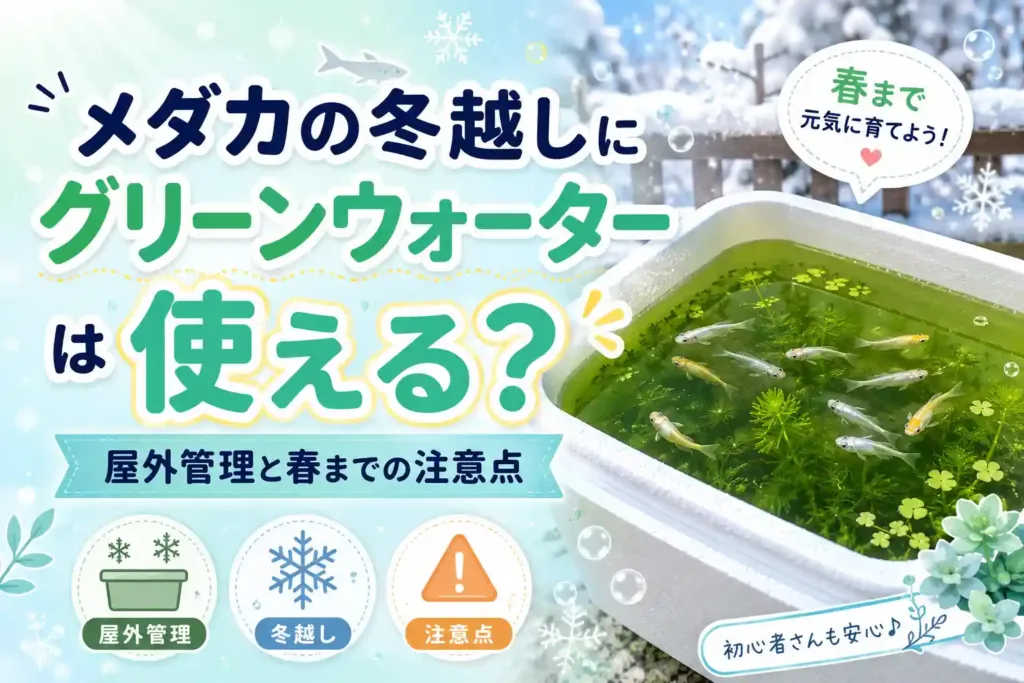 メダカの冬越しにグリーンウォーターは使える？屋外管理と春までの注意点