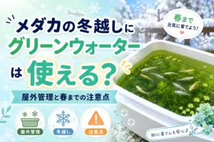 メダカの冬越しにグリーンウォーターは使える？屋外管理と春までの注意点