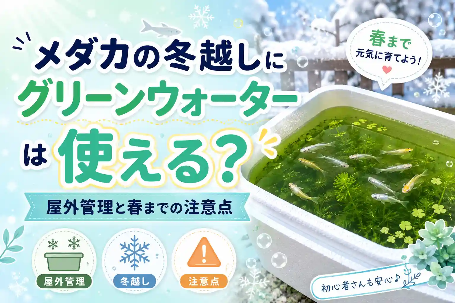 メダカの冬越しにグリーンウォーターは使える？屋外管理と春までの注意点