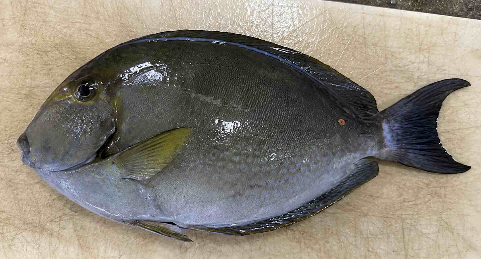 宇検漁港で釣れたトカジャーと呼ばれるニザダイ類の魚体