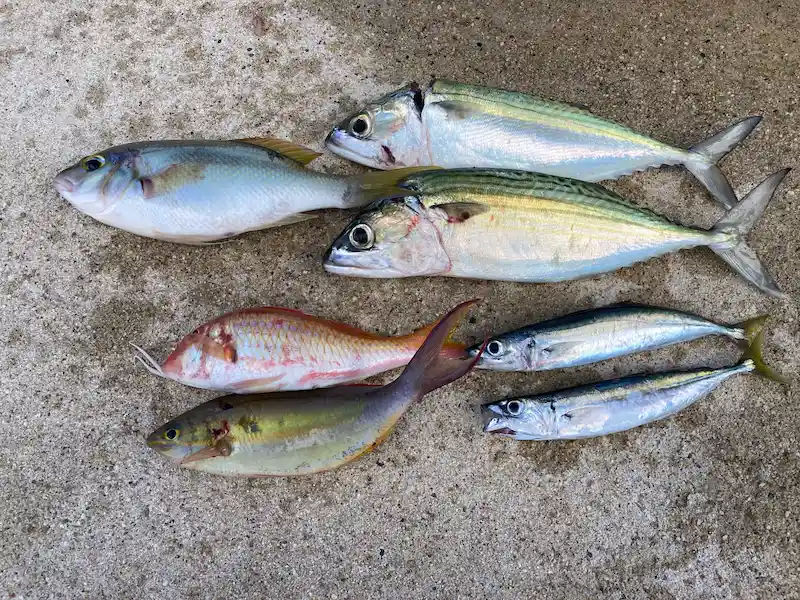 去年の宇検イカダ釣行で持ち帰った魚たち
