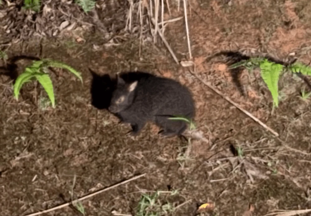 奄美大島の帰り道で出会ったアマミノクロウサギの赤ちゃん
