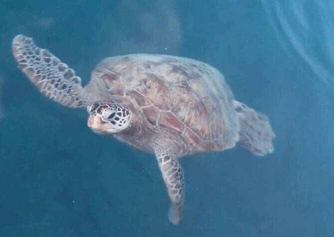 宇検のイカダに撒き餌で寄ってきたウミガメ