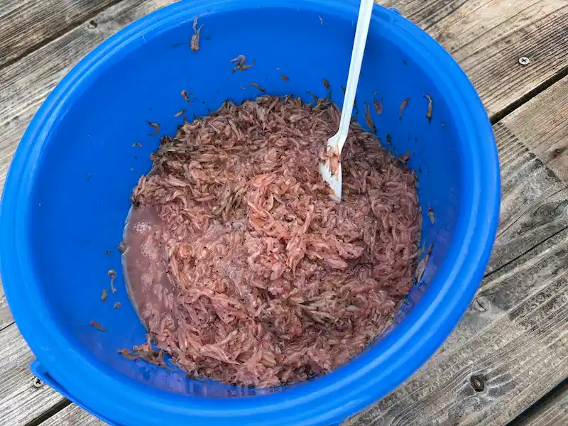 サビキ釣りのエサに使うアミエビ