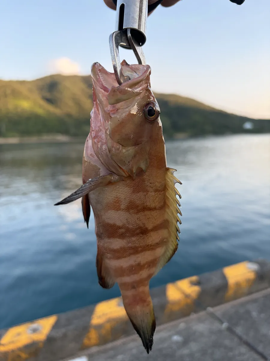 夕暮れの龍郷漁港で釣れたマハタの幼魚