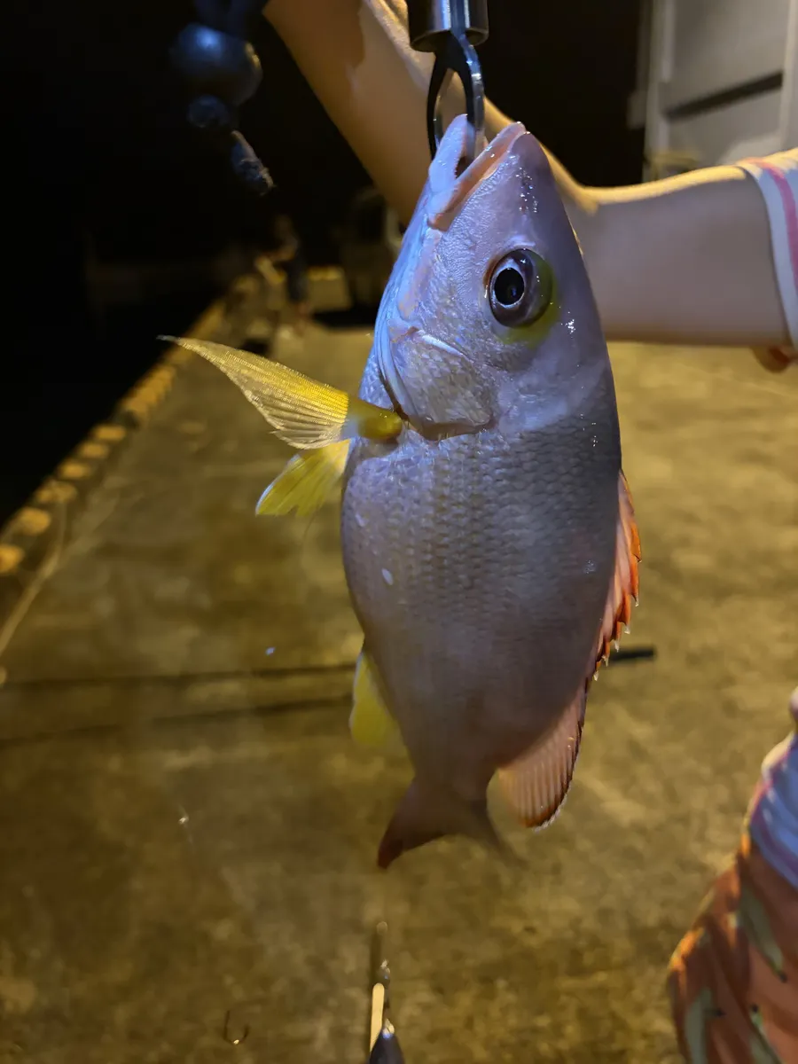 龍郷漁港の夜釣りで釣れたヒメフエダイ