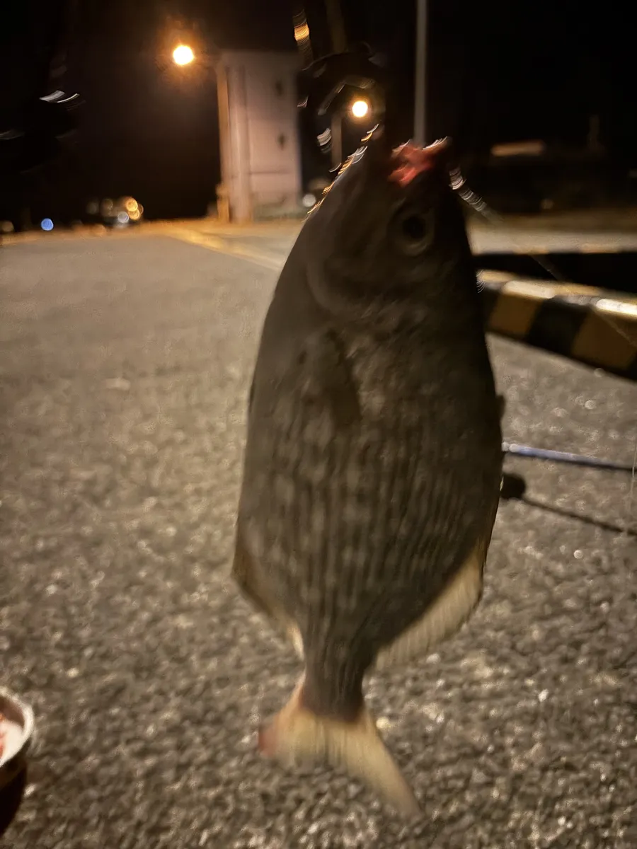 釣行後に撮影した魚と龍郷漁港の常夜灯