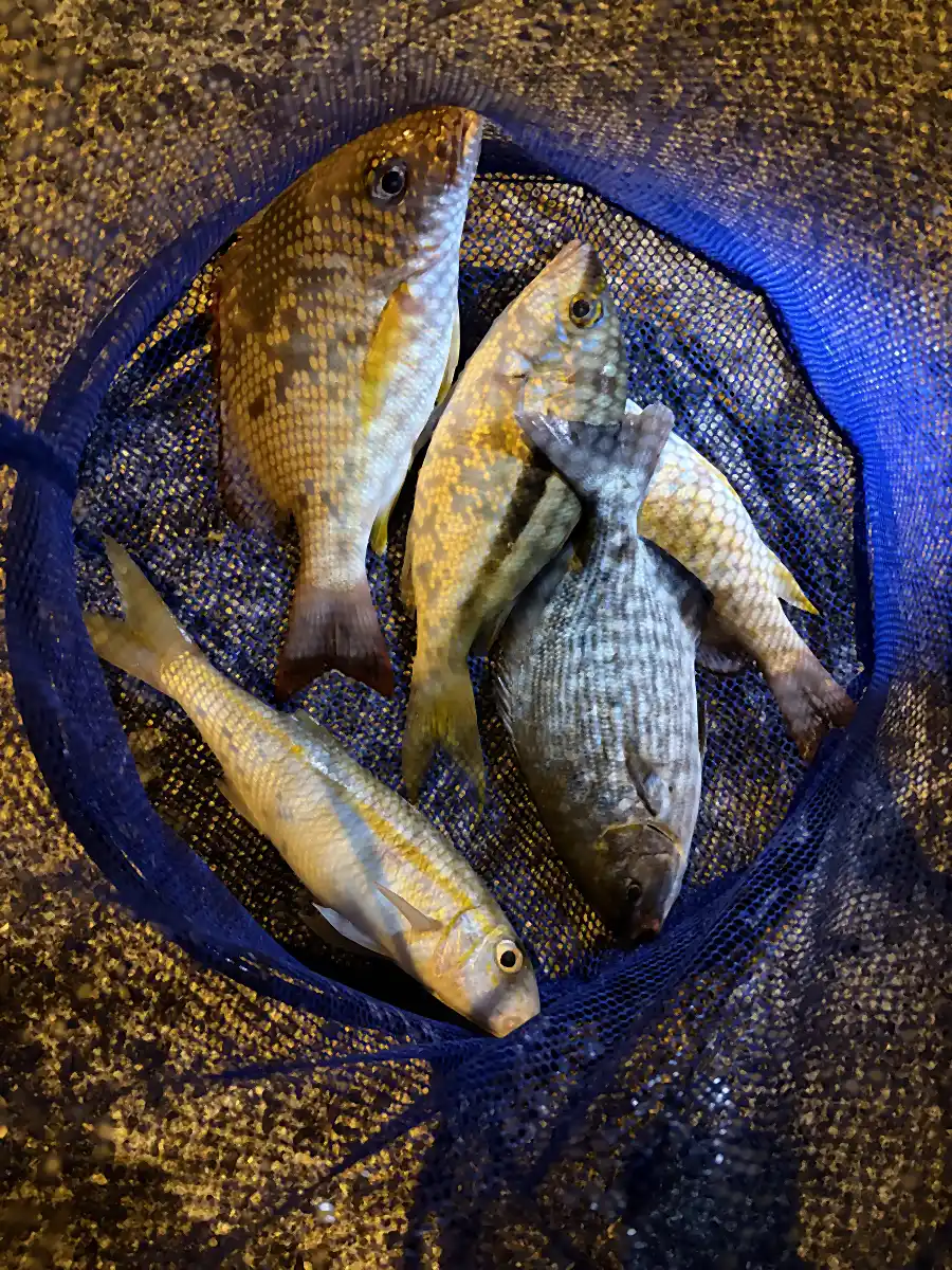 龍郷漁港で釣って持ち帰った5匹