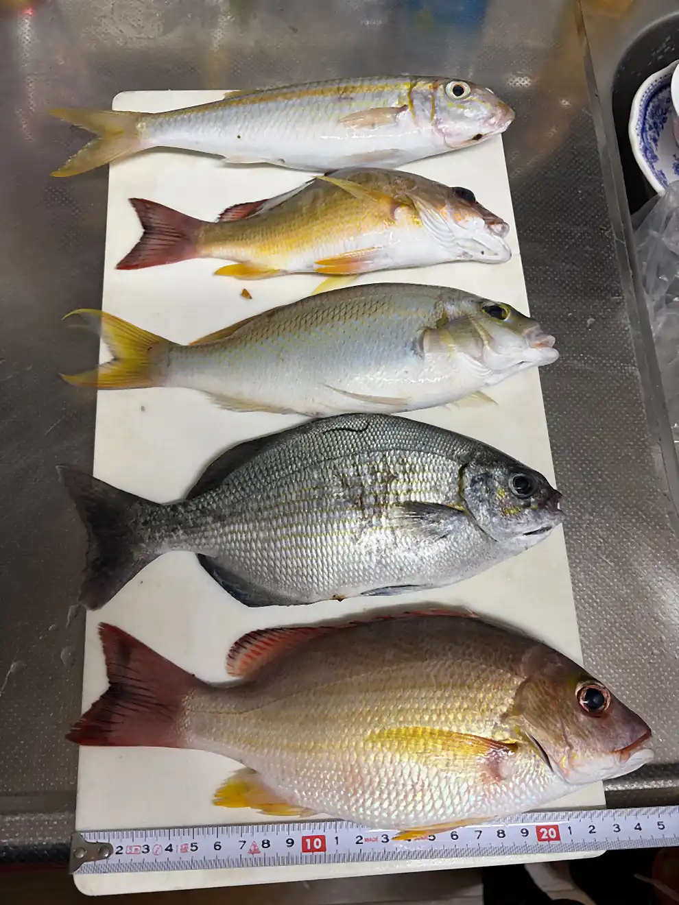 龍郷漁港で釣って持ち帰った5匹をメジャーと一緒に並べた写真