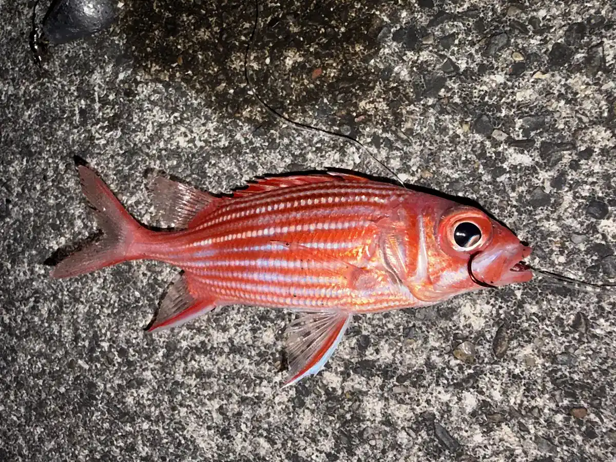 夜の龍郷漁港で釣れたアヤメエビス
