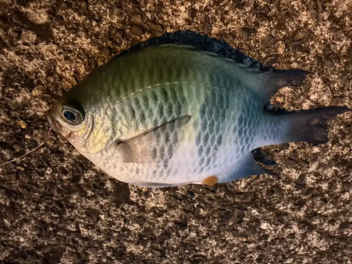 龍郷漁港の夜釣りで釣れたスズメダイ